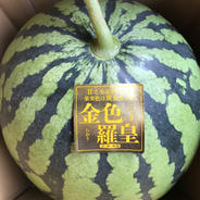 富里西瓜金色羅皇Lサイズ(6〜7kg)1玉入り 6〜7kg入り1玉(当農園はヤマト運輸契約農園でLサイズは80サイズになります) 果物や野菜などのお取り寄せ宅配食材通販産地直送アウル