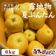露地物夏文旦(河内晩柑)6kg訳ありご家庭用 6kg 果物や野菜などのお取り寄せ宅配食材通販産地直送アウル