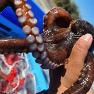 タコ壺漁で捕っている瀬戸内海産マダコ2キロ（1匹から3匹） ｜ 魚介類