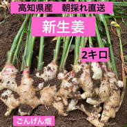 高知県産 朝採れ直送 新生姜1キロ ｜ 野菜/薬味 産直アウル 農家・漁師