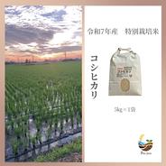 R7年産特別栽培米 彩のかがやき 2kg ｜ 米・穀物/米/精米 産直アウル