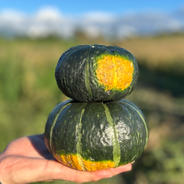 訳あり品】北海道産坊ちゃんかぼちゃ ｜ 野菜/かぼちゃ 産直アウル
