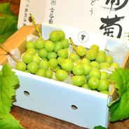 🍇お中元ギフト🍇【8月中旬予約】やみつきリピーター続出☆五感を震わす樹熟シャインマスカット『フルーツ王国山梨の大自然×半世紀培った匠の技』が織りなす逸品お得な大容量約2kg【アウルの日】 樹熟シャインマスカットお得な大容量約2kg 果物や野菜などのお取り寄せ宅配食材通販産地直送アウル