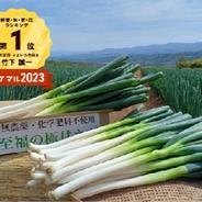 🚨ネギの王様、『下仁田ネギ 』太い3L～4Lサイズ15本🚨 ｜ 野菜/ねぎ