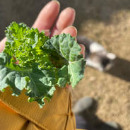 プチヴェール600g 約600g 果物や野菜などのお取り寄せ宅配食材通販産地直送アウル