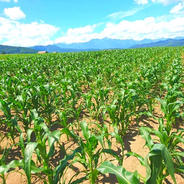 北海道産直送お届けとうもろこし6本 6本入 果物や野菜などのお取り寄せ宅配食材通販産地直送アウル