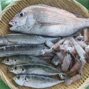 訳ありお魚ボックス３㌔以上 ３㌔以上 果物や野菜などのお取り寄せ宅配食材通販産地直送アウル