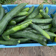 無農薬栽培 きゅうり （無農薬キュウリ）Cucumber 訳あり6本 無農薬きゅうり　6本 果物や野菜などのお取り寄せ宅配食材通販産地直送アウル