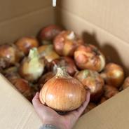 自然栽培　特大玉ねぎ4.5ｋｇ 玉ねぎ4.5ｋｇ 果物や野菜などのお取り寄せ宅配食材通販産地直送アウル