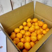 温州みかん！小玉ちゃん5キロ箱！ 4.5キロ総重量4.9キロ 果物や野菜などのお取り寄せ宅配食材通販産地直送アウル