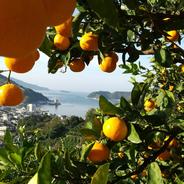 ちょっと小丸 まどんな8玉（風袋込み約1.5kg） | 果物/オレンジ