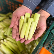 おすすめ商品】空芯菜（エンツァイ）栽培期間中農薬不使用 ｜ 野菜