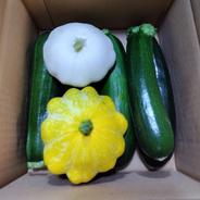 茨城県産　ズッキーニ　UFOセット 2Kg 果物や野菜などのお取り寄せ宅配食材通販産地直送アウル