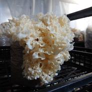 花びら茸500g 500g 果物や野菜などのお取り寄せ宅配食材通販産地直送アウル
