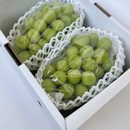 シャインマスカット　2房（1.2kg） 1.2kg 果物や野菜などのお取り寄せ宅配食材通販産地直送アウル