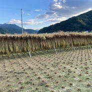 6周年限定】もち米 令和7年 愛媛県産モチミノリ5kg ｜ 米・穀物/もち米