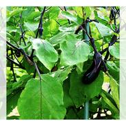 ふんわりナス　黒錦　訳あり 2kg 2kg 果物や野菜などのお取り寄せ宅配食材通販産地直送アウル