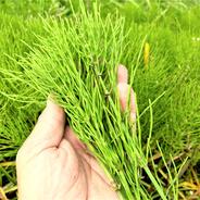 農薬不使用（無農薬）　自然栽培の生スギナ 1.0kg  果物や野菜などのお取り寄せ宅配食材通販産地直送アウル