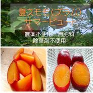 農薬を使わず育てたジューシー夏すもも　サマービュート 1箱　1.３キロ 果物や野菜などのお取り寄せ宅配食材通販産地直送アウル