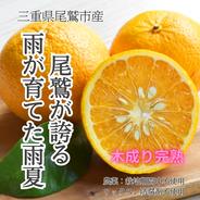 【栽培期間中：農薬不使用】尾鷲の木成り完熟雨夏（甘夏）お試し2kg 2kg 果物や野菜などのお取り寄せ宅配食材通販産地直送アウル