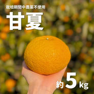 濃厚な甘さ！不知火（しらぬい）約2.5kg 愛媛県産 ｜ 果物/オレンジ