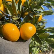 小玉の有田みかん【天使のみかん】 甘すぎるとリピ続出！3kg | 果物