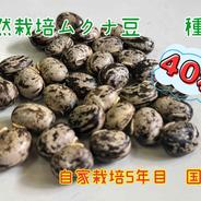 自然栽培　ムクナ豆　令和6年度　収穫 40粒 45 果物や野菜などのお取り寄せ宅配食材通販産地直送アウル