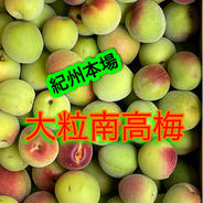 朝もぎ当日発送】梅干し用 完熟梅 農家直送 ｜ 果物/青梅 産直アウル