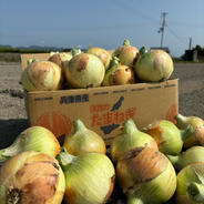 淡路島完熟玉ねぎ♪ 中生 20kg（送料無料‼️） 20kg 果物や野菜などのお取り寄せ宅配食材通販産地直送アウル