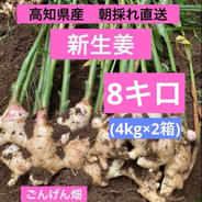 囲い生姜 農薬肥料栽培期間中不使用 露地栽培 熊本県産 1kg ｜ 野菜