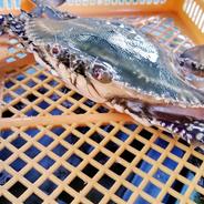 ワタリガニ中〜特大サイズ混合 ２ｋｇ 片爪  オスメス混合 爪無の訳あり品 がさみ　ガサミ　渡り蟹 わたりがに 生蟹 生カニ 活カニ 活蟹 ケジャン松島牡蠣屋 雄雌 片爪2kg 果物や野菜などのお取り寄せ宅配食材通販産地直送アウル