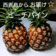 送料無料】西表島産島パイン（ハワイ種）中玉約2.5㎏（3～4玉