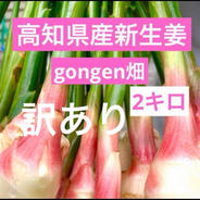 農家直送 高知県産新生姜訳あり品3キロ ｜ 野菜/薬味 産直アウル 農家