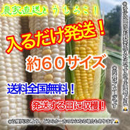 農家直送とうもろこし約６０サイズ入るだけ７月中発送予定 約60サイズダンボール入るだけ。 果物や野菜などのお取り寄せ宅配食材通販産地直送アウル