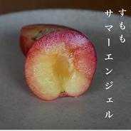 スモモ ハリウッド ｜ 果物/すもも・プラム 産直アウル 農家・漁師など