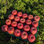 山形県産　秀品　中玉　サンふじりんご　約5kg　20〜23玉 約5kg　20〜23玉 果物や野菜などのお取り寄せ宅配食材通販産地直送アウル