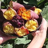 【徳用】ハロウィンスイート 20kg(箱込み) 佐之衛門の焼き芋ハロウィンスィート | 野菜/さつまいも 産直アウル