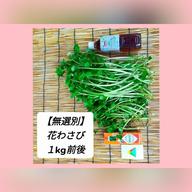 小さめ本生ﾜｻﾋﾞ_100g前後(訳ｱﾘ)お得,お試し,おまかせ | 野菜/薬味 産直