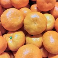 庄助農園のレモン10kg(家庭用・サイズ混合) ｜ 果物/香酸柑橘(ライム
