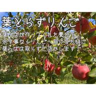 加工用】葉とらずりんご サンふじ 特別栽培/ネオニコ不使用 ｜ 果物