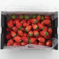 規格品】かわいい小粒やよいひめ 300g×8パック ｜ 果物/いちご 産直