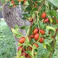 秋田県産 トンビマイタケ水煮塩蔵10㎏ 秋田県産 トンビマイタケ水煮塩蔵500g - メルカリ