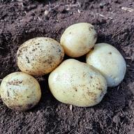 新じゃがいも ながさき黄金10kg ｜ 野菜/じゃがいも 産直アウル 農家