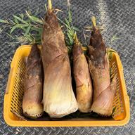 京都産 朝堀タケノコ(小サイズ)🌿2kg | 野菜/たけのこ 産直アウル 農家