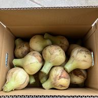 淡路島新玉ねぎ(七宝) 10kg ｜ 野菜/玉ねぎ 産直アウル 農家・漁師