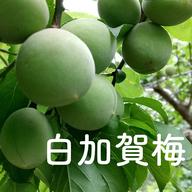 青柚子 ゆず 9kg ｜ 果物/香酸柑橘(ライム・レモン等) 産直アウル 農家