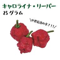 北海道・沖縄専用】ハラペーニョ 約500g 宮崎産 フレッシュ 収穫後農園