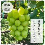 長野県松本産 ぶどう【シャインマスカット】 3房入（約1.5キロ