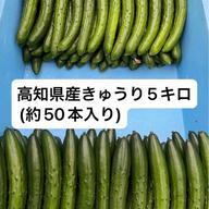 高知県産きゅうり20kg約200本入 ｜ 野菜/きゅうり 産直アウル 農家