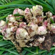 飲食店向け】ハナコの新生姜 10kg 【送料込み】 | 野菜/薬味 産直